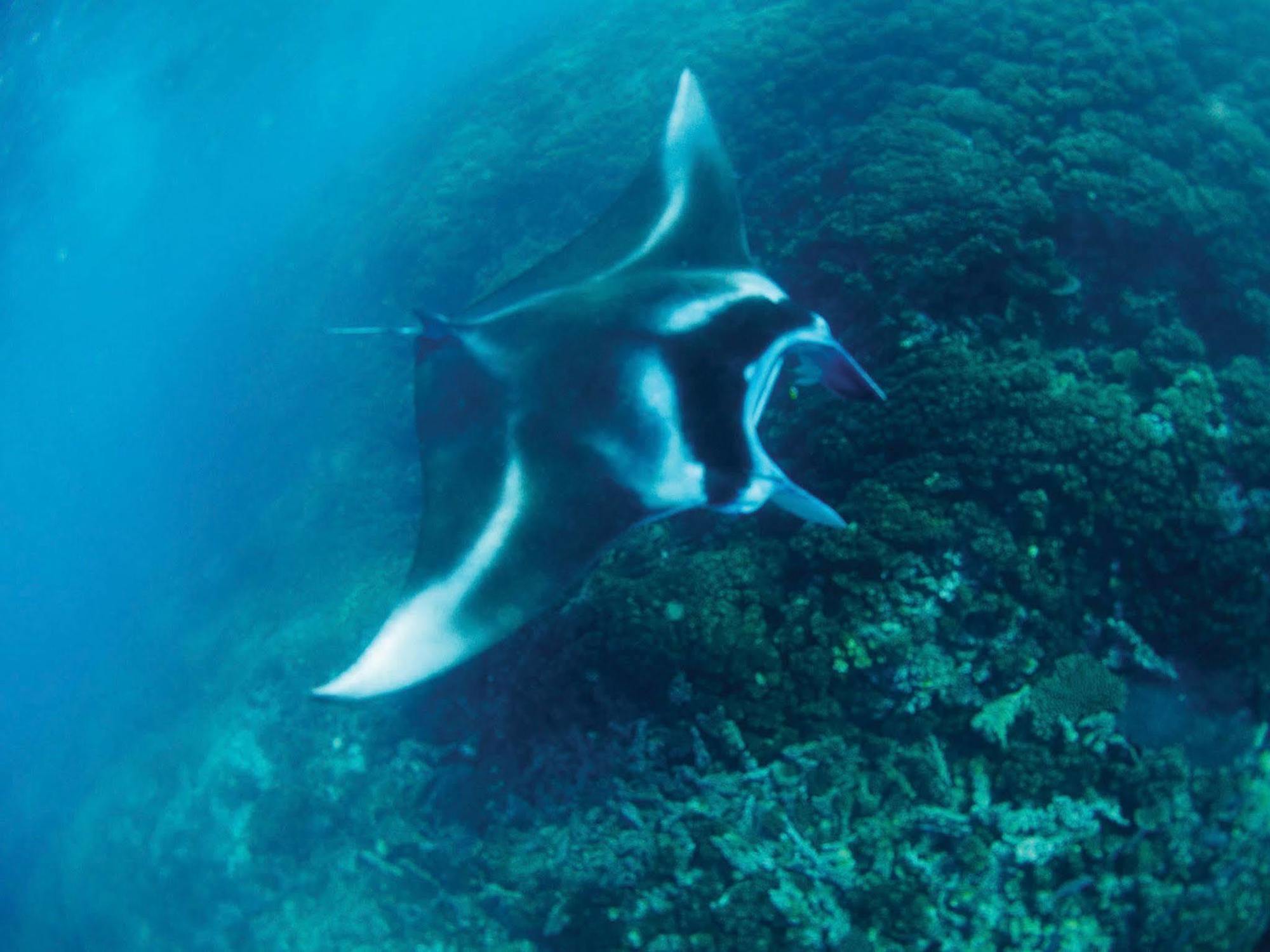 Mantaray Island Resort Nanuya Balavu Island Kültér fotó